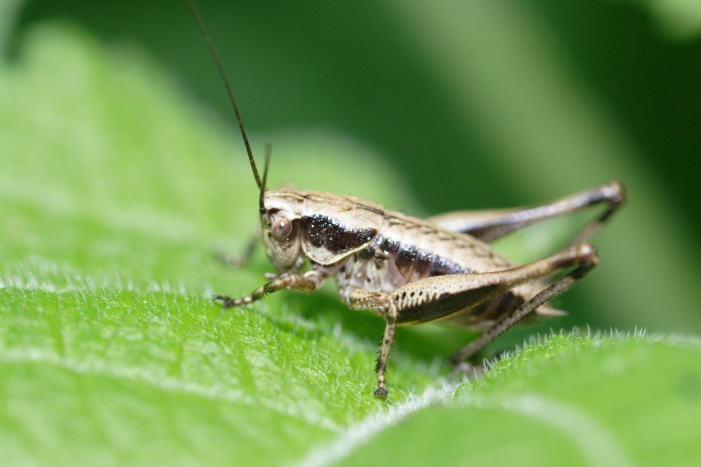 Nadigella cfr. formosanta e neanide di Decticinae