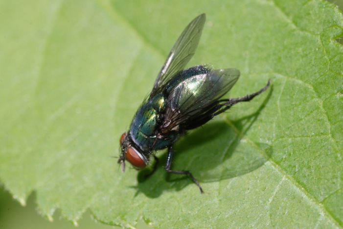 Asilidae e Lucilia caesar