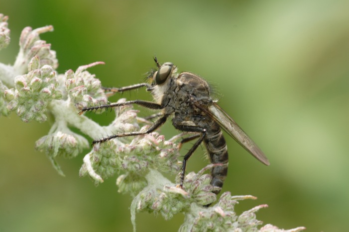Asilidae e Lucilia caesar