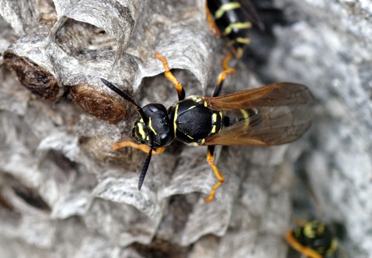 Polistes sp.