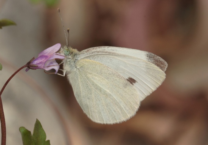 Pieris mannii?