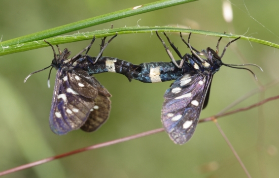 Amata phegea - il bruco coraggioso