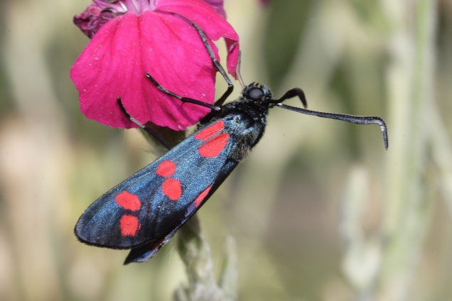 Zygaena filipendulae