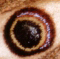 Occhio di ... Saturnia pavoniella