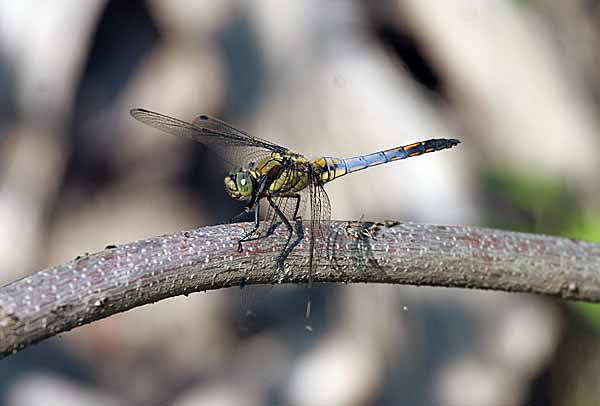 Orthetrum albistylum, O. cancellatum, O. coerulescens