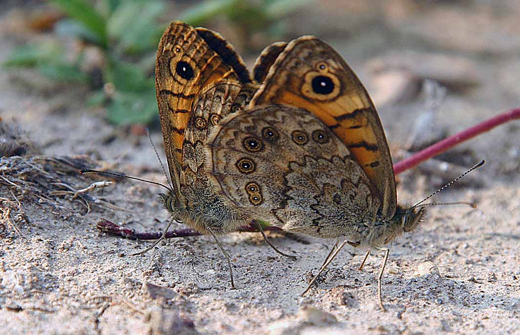 Lasiommata megera, Pieris napi, Polygonia c-album