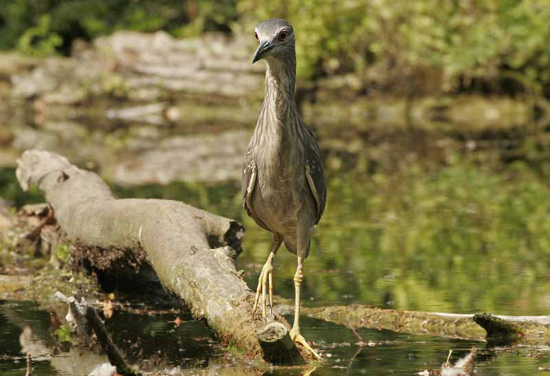 Renzo-Nitticora giovane