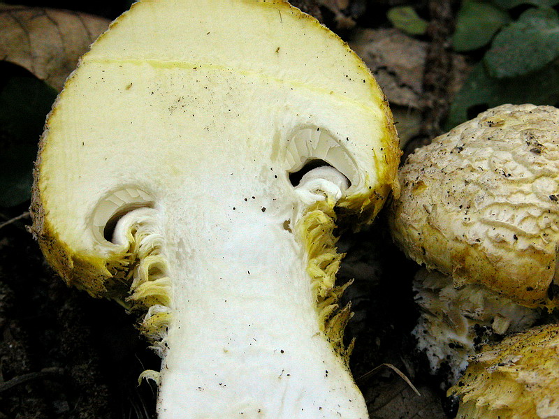 Floccularia luteovirens