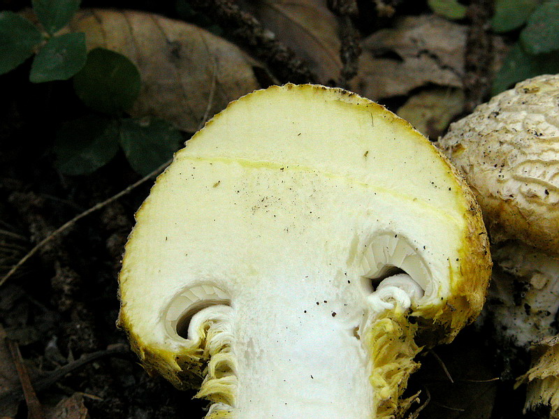 Floccularia luteovirens