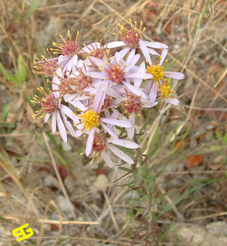 Aster sedifolius