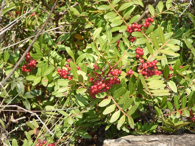 Pistacia terebinthus, P. lentiscus, Phillyrea angustifolia