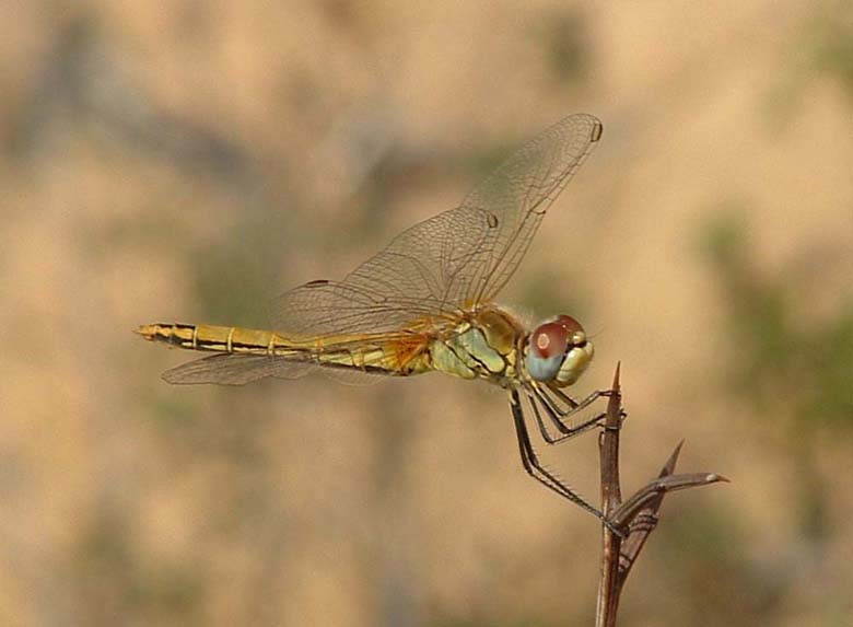 Sympetrum fonscolombii