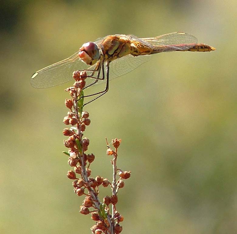 Sympetrum fonscolombii