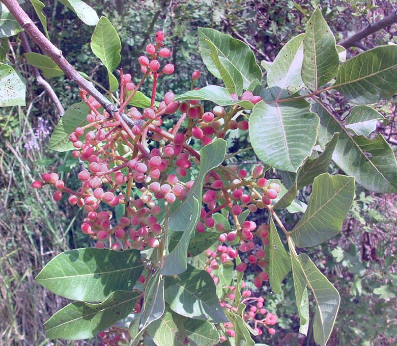 Pistacia terebinthus, P. lentiscus, Phillyrea angustifolia