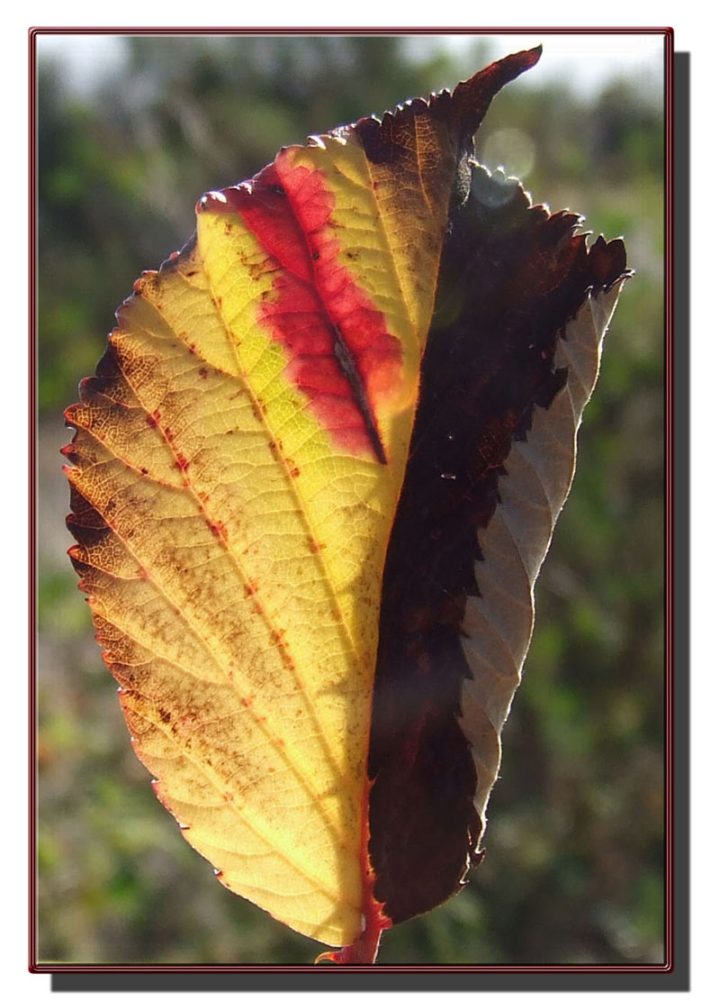 Foglie d''autunno