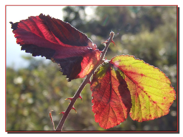 Foglie d''autunno