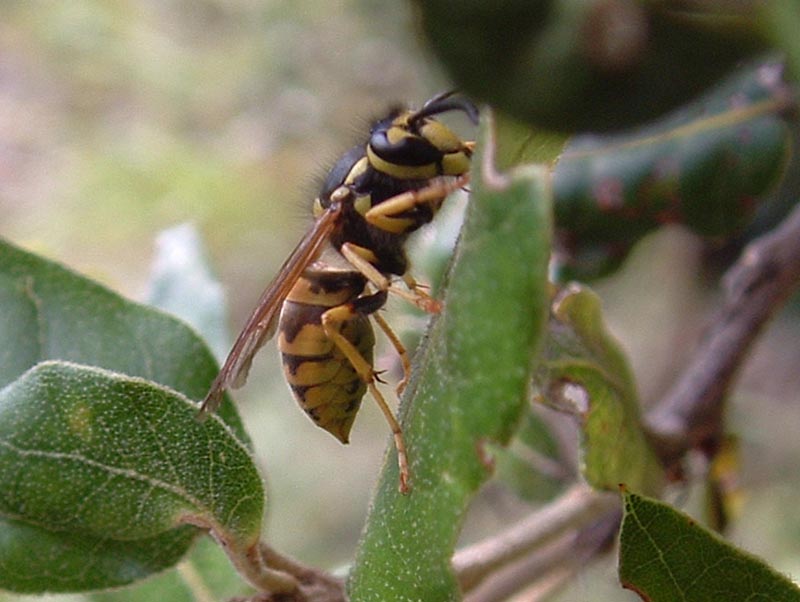 Vespula germanica (Vespidae)