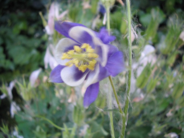 Il colore viola