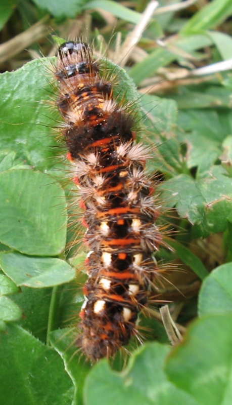 Diventer una .... (Acronicta rumicis)