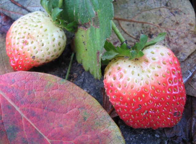 Rosso d''autunno