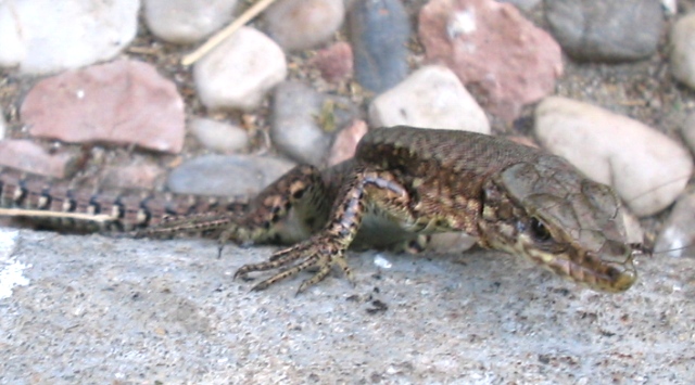 Podarcis muralis