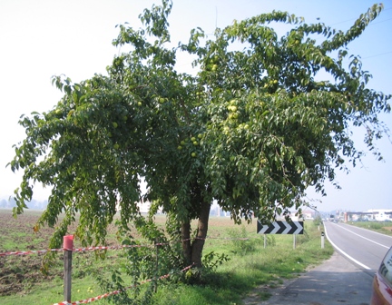 Maclura pomifera / Maclura