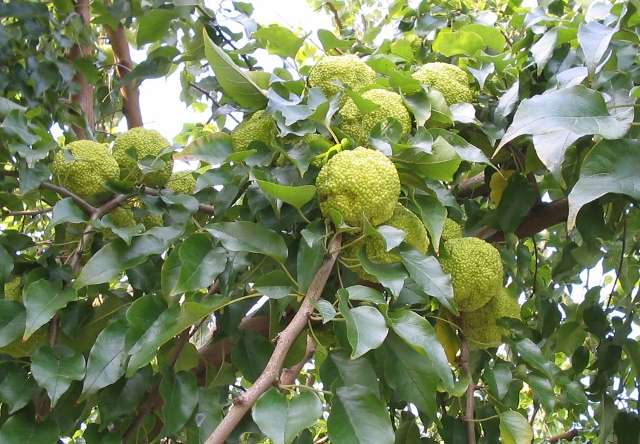 Maclura pomifera / Maclura