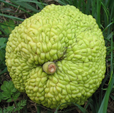 Maclura pomifera / Maclura