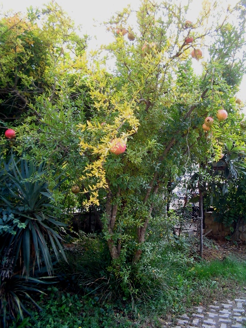 Punica granatum / Melograno