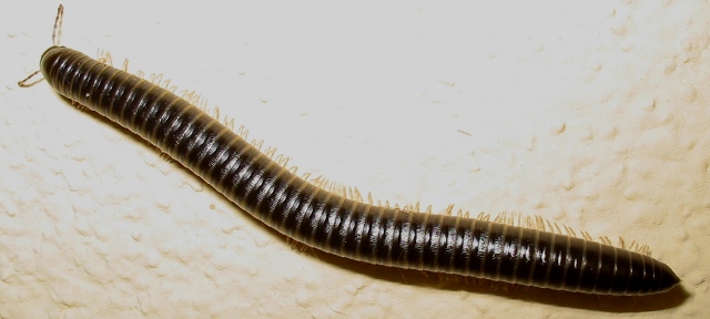Julus sp.