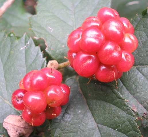 Rosso d''autunno