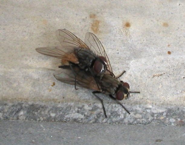 mosca