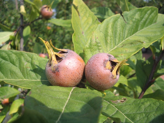 Mespilus germanica / Nespolo volgare