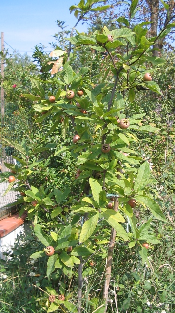 Mespilus germanica / Nespolo volgare