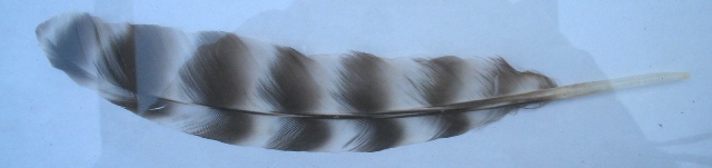Altra penna