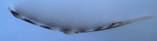 Altra penna