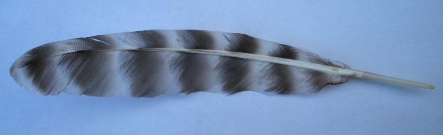 Altra penna