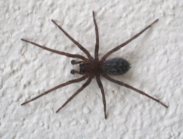 Tegenaria, o Agelenidae?