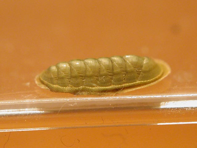 Chiton phaseolinus???