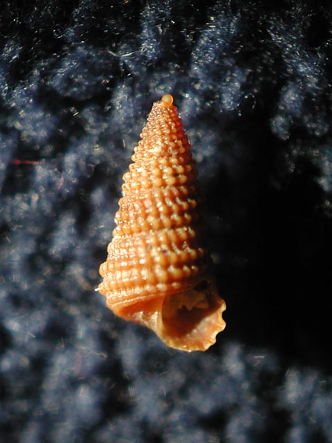 Mathildidae