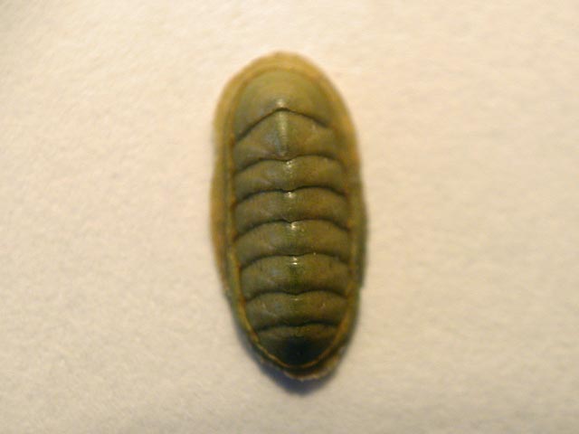 Chiton phaseolinus???