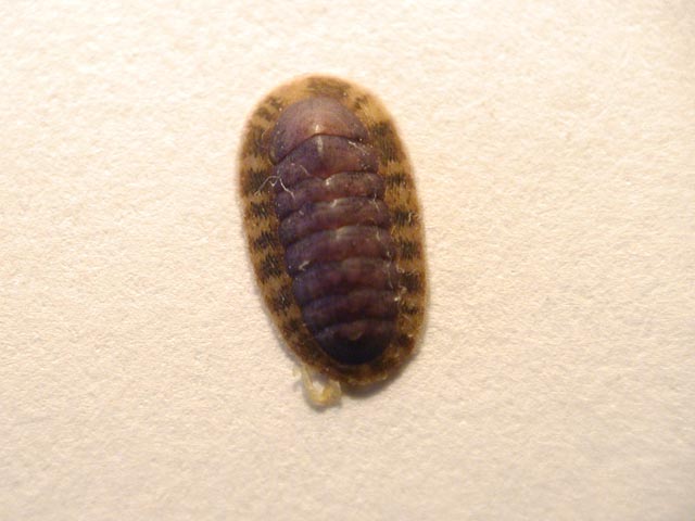 Chiton phaseolinus???