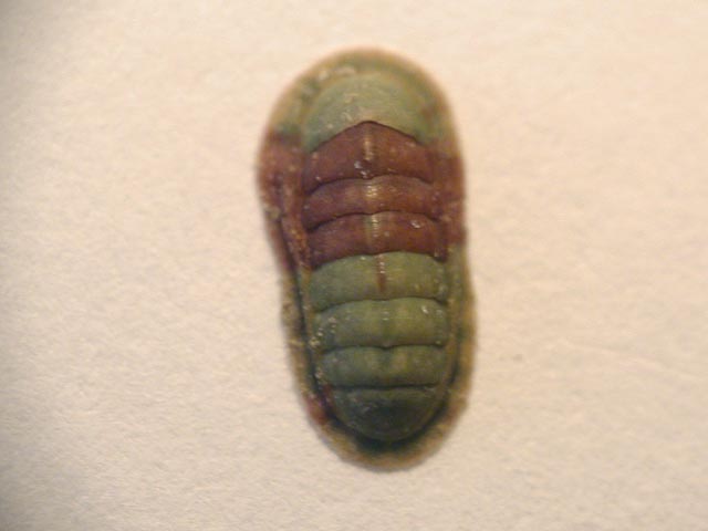 Chiton phaseolinus???