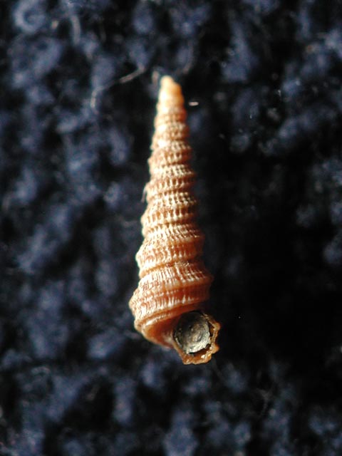 Mathildidae