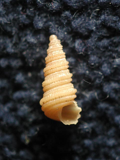 Mathildidae