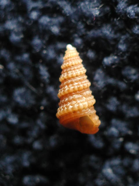 Mathildidae