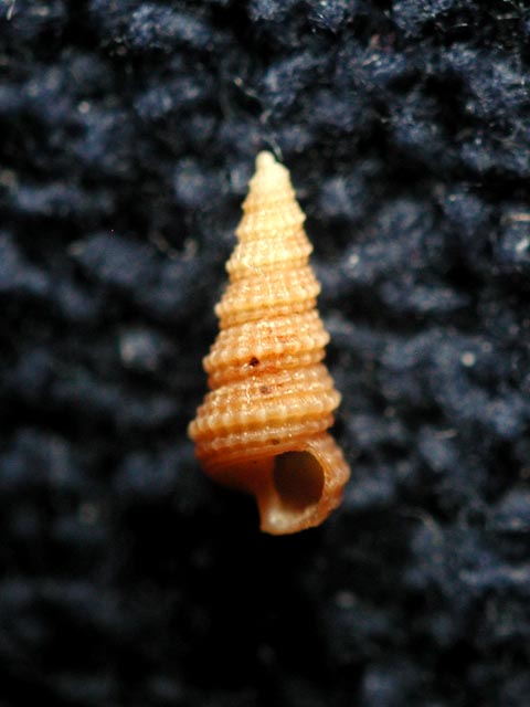 Mathildidae