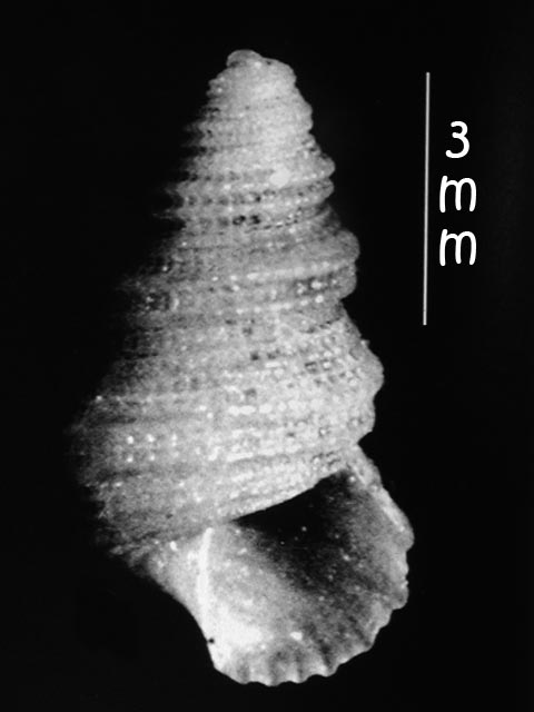 Mathildidae