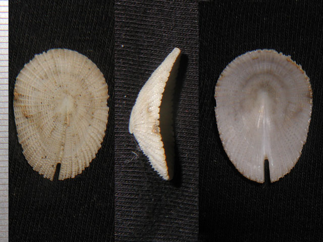 Emarginula mediterranee