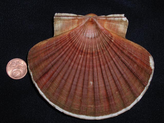 Famiglia Pectinidae